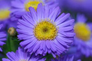 Close up of a blue double petaled aster flower with a yellow center.