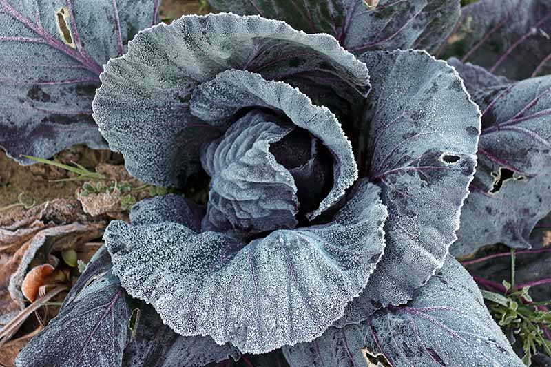A close up of a cabbage plant ready for harvest in the winter with a light dusting of frost on the leaves. In the background is a little soil and vegetation.