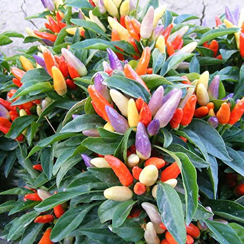 50Pcs Rare Colorful Chilli Ornamental Edible Tasty Hot Pepper Seeds Pot Plant UK 
