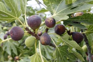 A close up of a fig tree branch with large flat leaves and several fruits in shades of purple and light green on a soft focus background.
