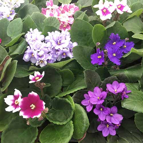 A close up of different colored African violets growing in pots at a garden nursery.