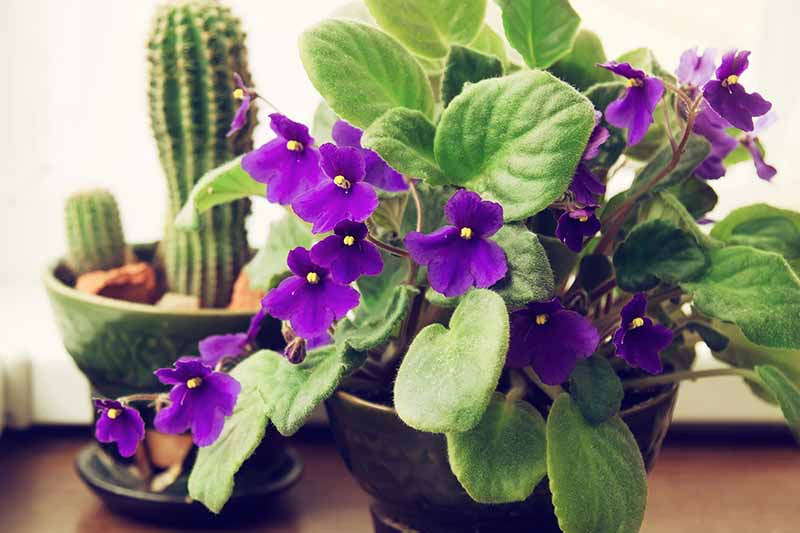 A close up of an African violet plant with purple flowers and succulent green leaves on a wooden table. In the background is a cactus in soft focus.