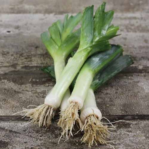 A close up of four 'American Flag' leeks, cleaned, with their roots still attached and top leaves trimmed, on a rustic wooden surface.