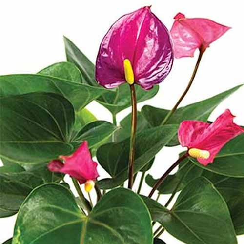 A close up of an anthurium plant of the 'Tickled Pink' variety. Dark green leaves contrast with the deep purple and pink flowers on a white background.