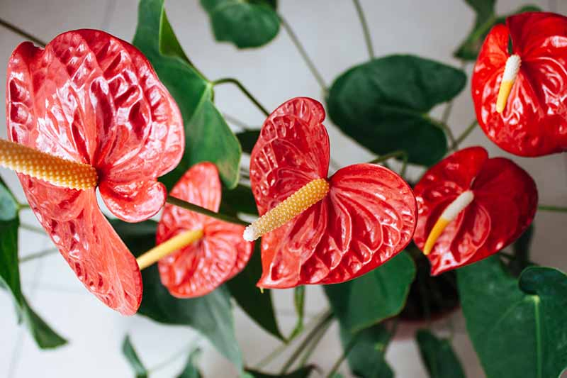 A close up of the flowers of anthurium plant. Bright red heart shaped flowers with a long yellow stamen on a background of white wall and green leaves in soft focus.