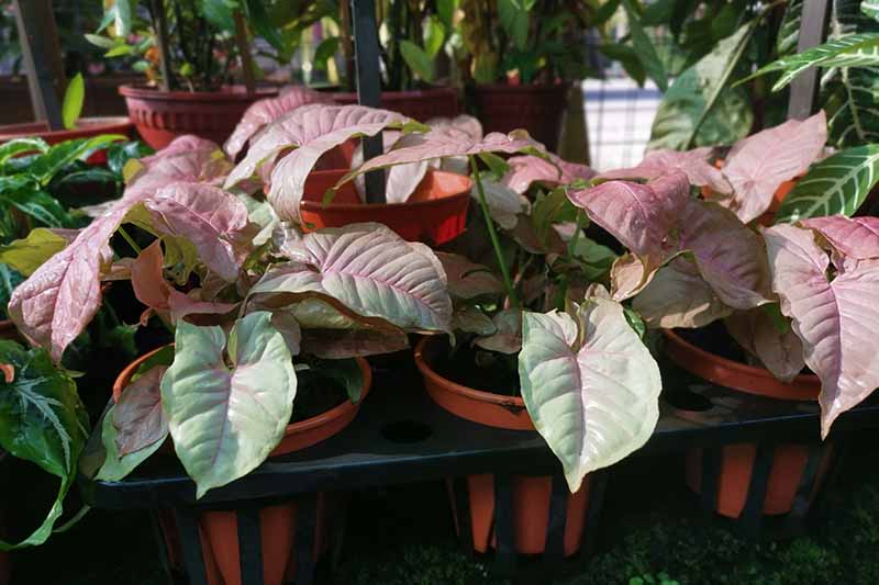 23 Colorful Houseplants to Warm Up Your Winter | Gardener's Path