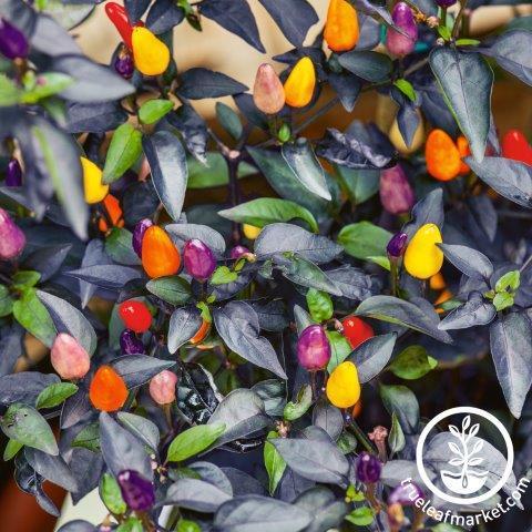 'Autumn Time' pepper cultivar with multicolored fruit.