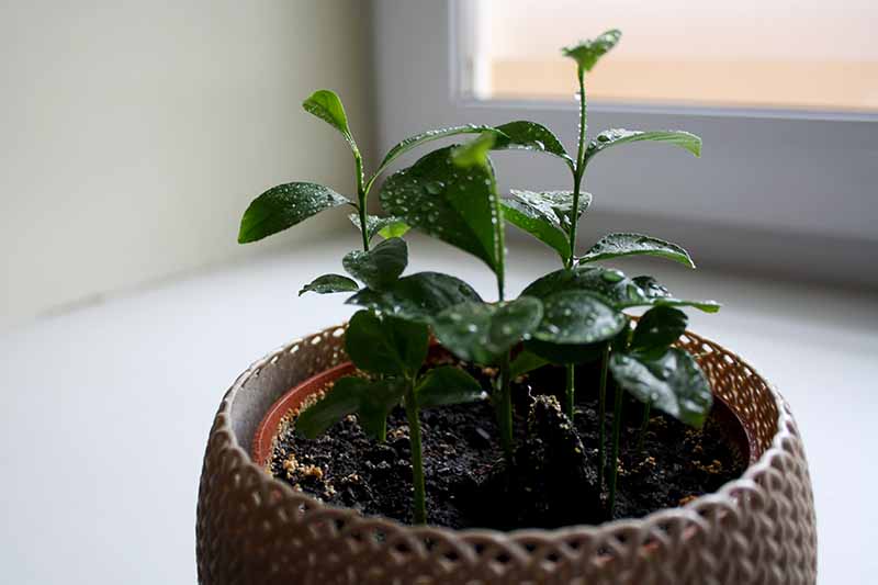 Lemon Tree Indoor/Outside Plant 80 cm, houseplant Living Room Ready Potted Citrus Lemon Plant Height 45-80cm Pot 15-22cm