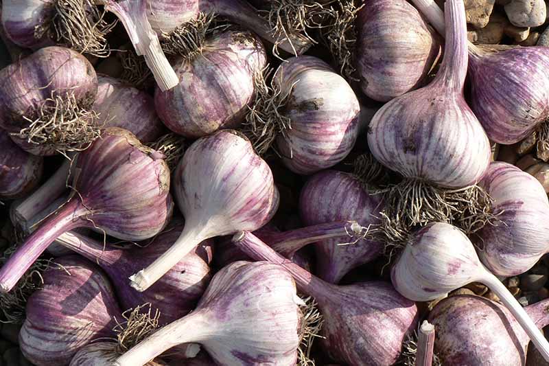 A close up of purple and white garlic cloves with their roots still attached in bright sunlight.