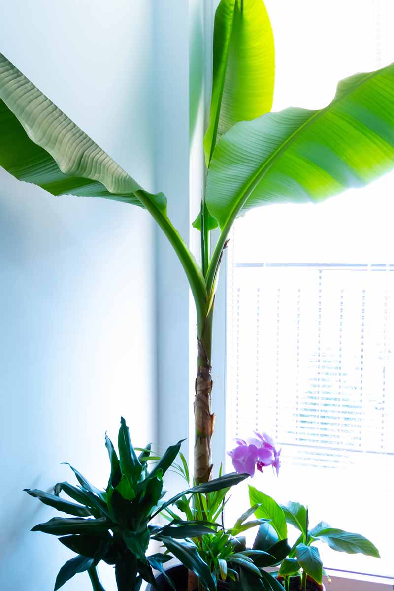 A close up of a small banana tree growing in a pot indoors on a windowsill. Surrounding it is a purple orchid flower. The background is bright filtered sunlight.