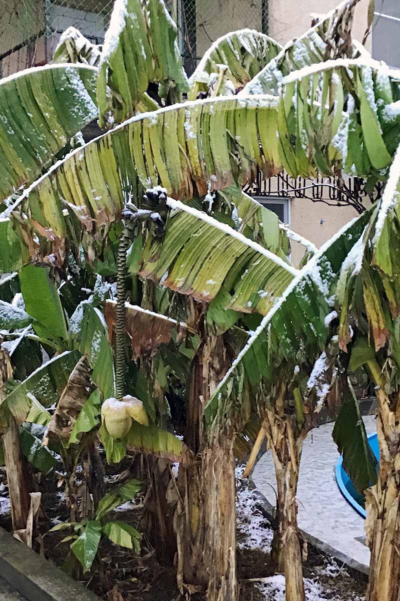 A vertical picture of banana trees growing in a raised garden bed with frost on the leaves. Instead of bright green, the leaves are brown and damaged, hanging limply from the stem.