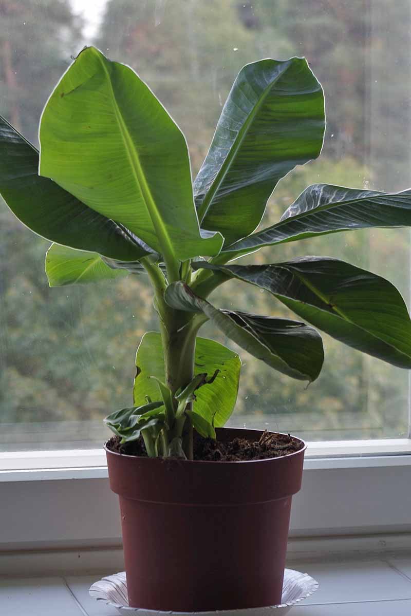 A close up of a small young banana plant in a terra cotta pot on a windowsill, in a small white saucer. The healthy green leaves are broad and upright. In the background is a garden scene in soft focus outside the window.