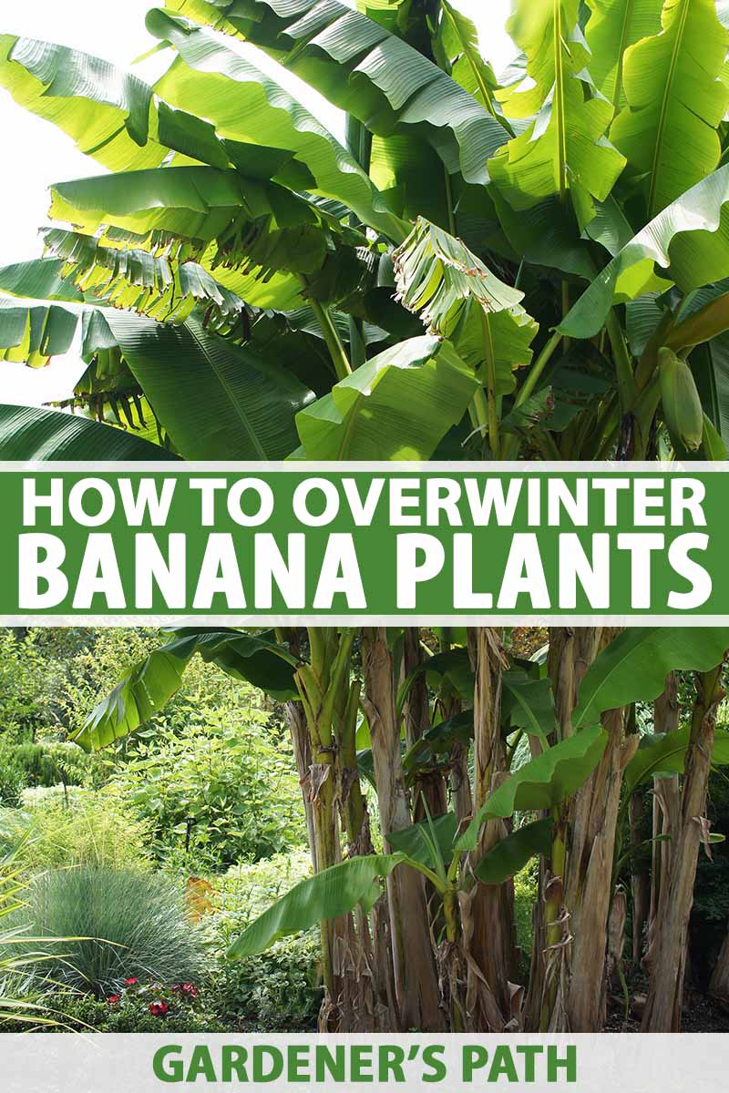 How to Overwinter Banana Plants   Gardener's Path