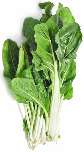 Harvested dark green Barese Swiss chard leaves on a white, isolated background.