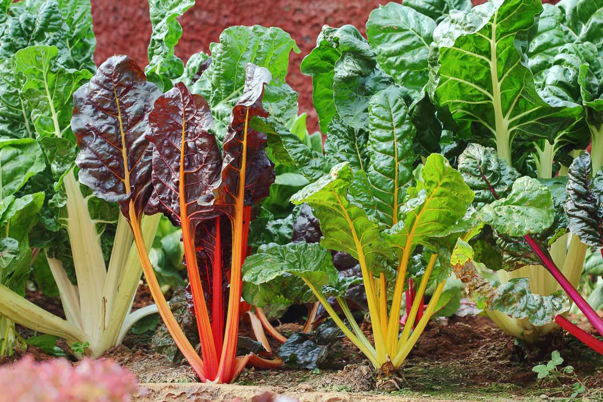 A close up of a garden bed showing a row of chard plants, each with different colored stems contrasting with the large dark green leaves. Between the plants is rich soil and the garden is pictured in light sunshine.