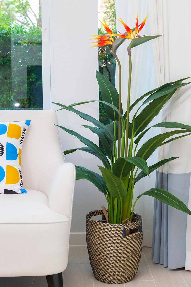 A vertical picture of a flowering bird of paradise plant, with tall green stems and orange and yellow flowers at the top. To the left of the frame is the end of a sofa with a colorful cushion and the background is a white wall with a window.