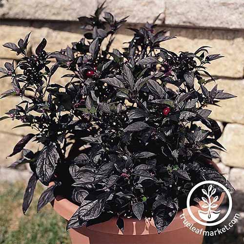 A close up of the 'Black Pearl' cultivar with black leaves and small dark fruits, in a terra cotta pot with a brick wall in the background. To the bottom right of the frame is a white circular logo and text.