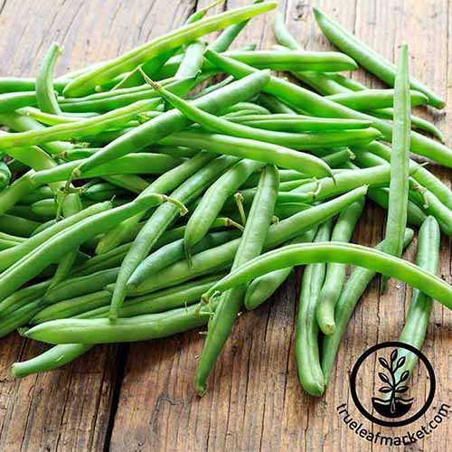 A close up of a freshly harvested bunch of bright green bush beans on a rustic wooden surface. To the bottom right of the frame is a black circular logo with text.