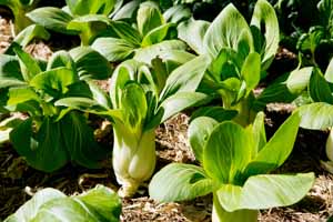 Bok choy plants growing in a home vegetable garden.