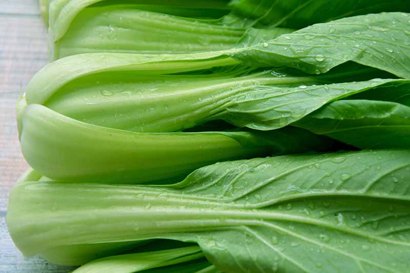 A close up of pale green harvested bok choy plants with droplets of water on the leaves and stems, on a wooden surface.
