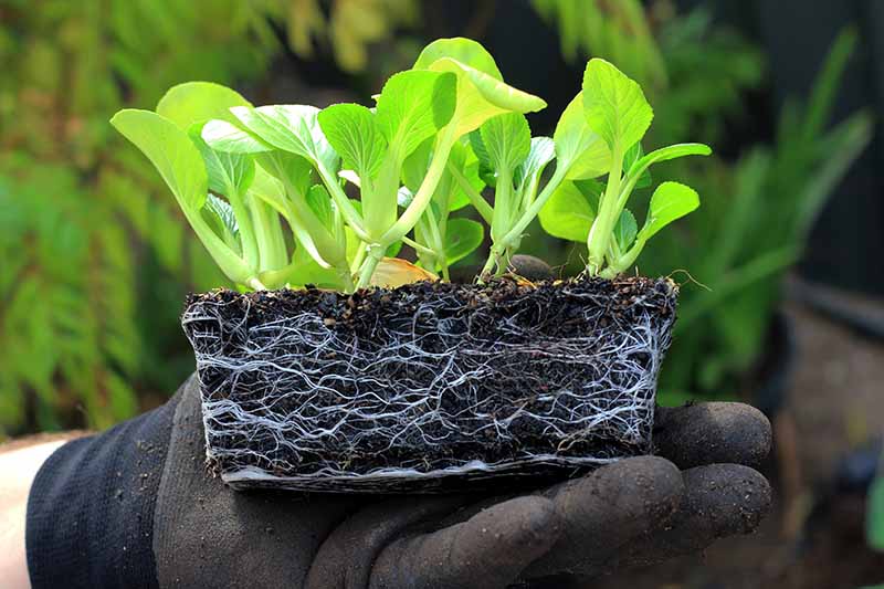 A gloved hand holds Brassica rapa var chinensis seedlings, removed from the pot, ready for planting in the garden. The tiny light green leaves contrast with the dark rich soil, in bright sunshine.
