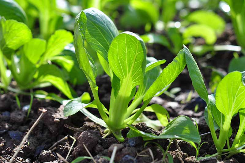 A close up of a baby bok choy seedling growing in rich soil in the garden in bright sunlight.