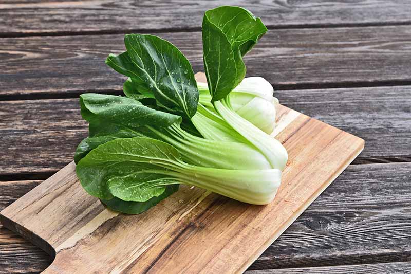 A close up of bok choy with water droplets on its stalks and leaves, on a wooden cutting board, on a rustic wood surface.
