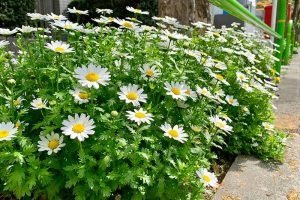 A border of feverfew plants growing next to a concrete walkway in bright sunshine. The white petals contrast with the yellow centers and green leaves. The background is a stone wall.
