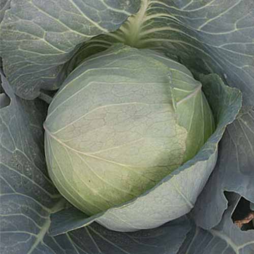 A close up of 'Brunswick' variety of Brassica oleracea var. capitata, showing tight leaves around a mature head and large light green flat leaves surrounding it.