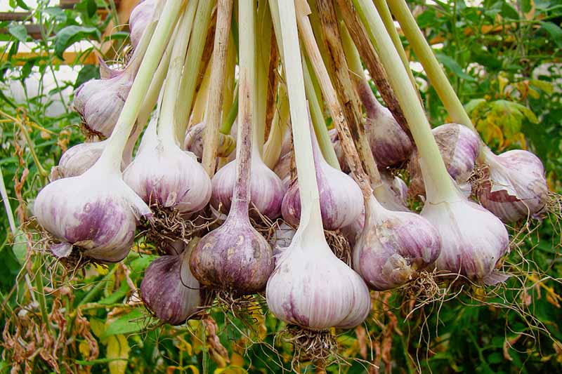 A close up picture of a bunch of purple and white garlic, hanging from the light green scapes, with some roots still attached against a background of garden plants in soft focus.
