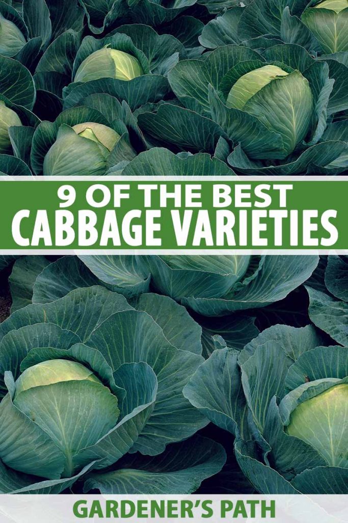 A close up of cabbages growing in the garden with light green leaves around the tight heads in the center, surrounded by darker green flat leaves with white veins. To the center and bottom of the frame is green and white text.