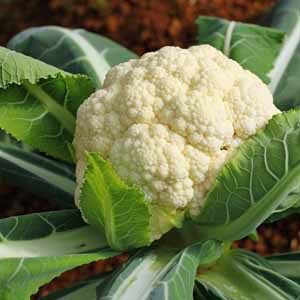 Close up of a white head of cauliflower growing in a veggie patch.