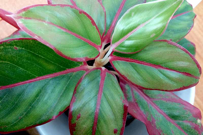 A close up of the leaves of the Chinese evergreen plant. Light and dark green contrasts with the pink stems and veins.