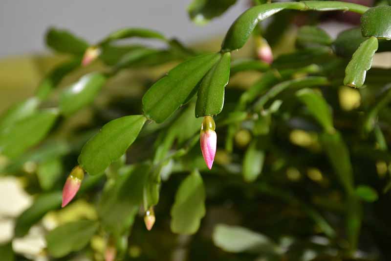 A close up of a brightly lit stem tip of a Christmas cactus plant showing a tiny pink flower bud, fading to soft focus in the background.
