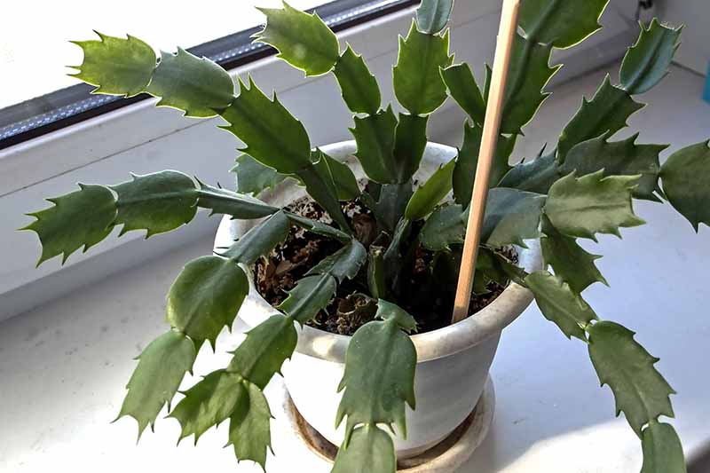A white ceramic pot on a windowsill containing a Christmas cactus plane with green stems and a wooden stake in the soil.