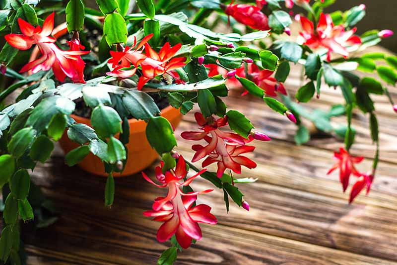 A close up of a flowering Christmas cactus plant with green succulent leaves and dramatic red and white flowers, on a wooden surface.