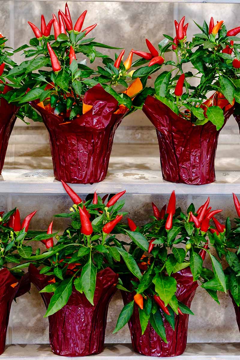 A vertical image showing shelves containing potted decorative pepper plants wrapped in dark red cellophane. The plants are fruiting with red, upright chilis that contrast with the dark green leaves.