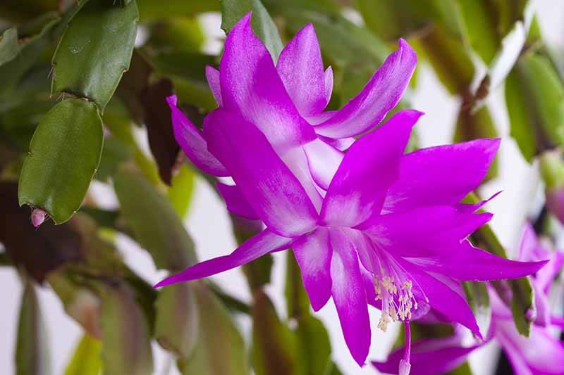 A close up of a purple and white Christmas cactus flower with the stems in the background fading to soft focus.