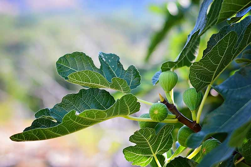 A close up of light green fruit on a fig tree, contrasting with the dark green leaves and the brown stem, on a soft focus background.