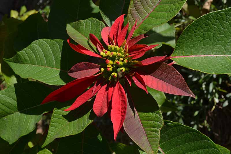 A top down close up picture of a poinsettia plant with small flowers just starting to develop the bright red bracts, in light sunshine.