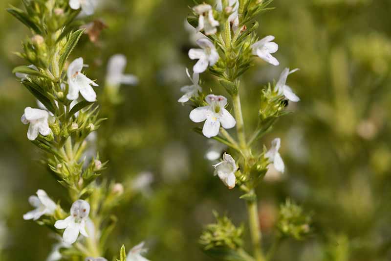 A close up of two winter savory sprigs growing in the garden with delicate white flowers and bright green leaves. The background is soft focus green.