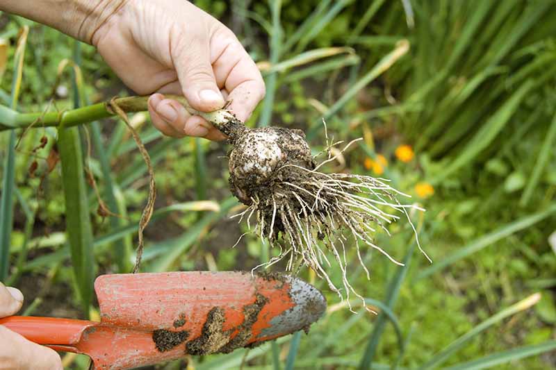 A hand from the left of the frame is holding a garlic bulb freshly pulled out of the garden. Soil and roots are still attached and an orange garden trowel is held in the other hand. The background is green vegetation in soft focus.