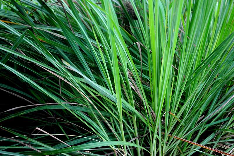 A close up of a lemongrass plant, with light green stalks and long thin, dark green leaves on a dark background in soft focus.