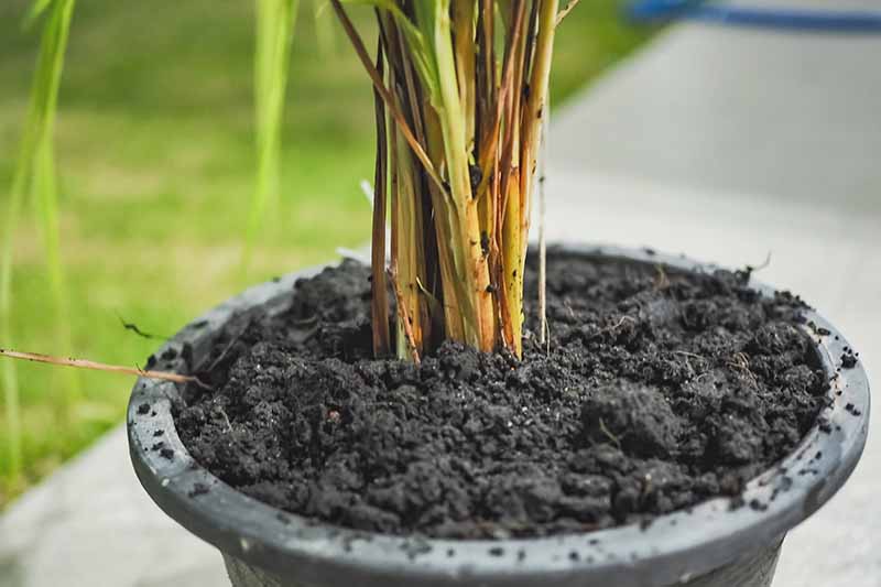 A close up of a black pot with dark, rich soil and a lemongrass plant, on a concrete surface. The background fades to soft focus.