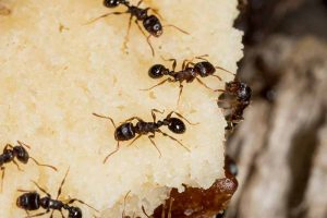 A close up of dark brown pavement ants feeding on a large white piece of bait. The dark background fades to soft focus.