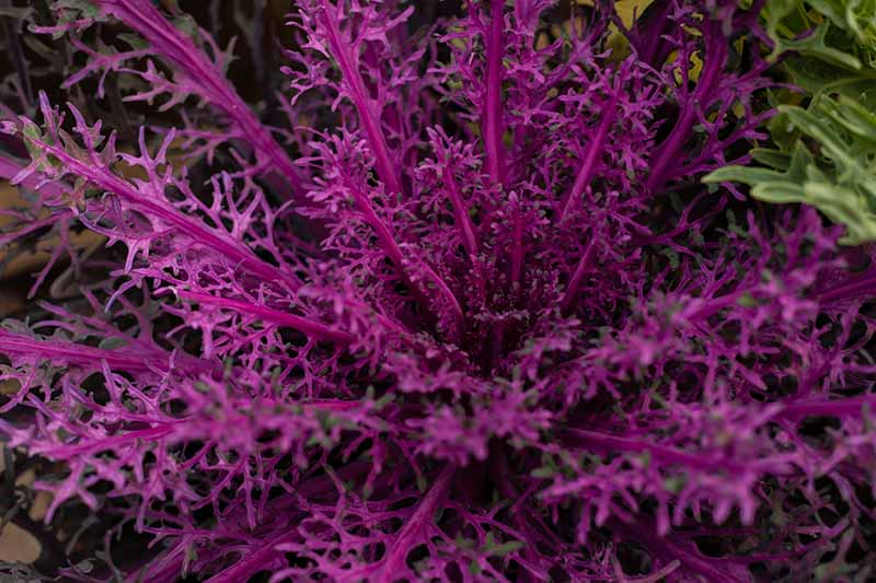 A top down close up of a deep purple flowering Brassica oleracea with delicate frilly leaves and robust stalks.