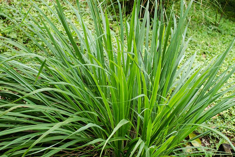 A close up of a lemongrass plant growing in the garden, with long thin bright green leaves and vegetation in the background.