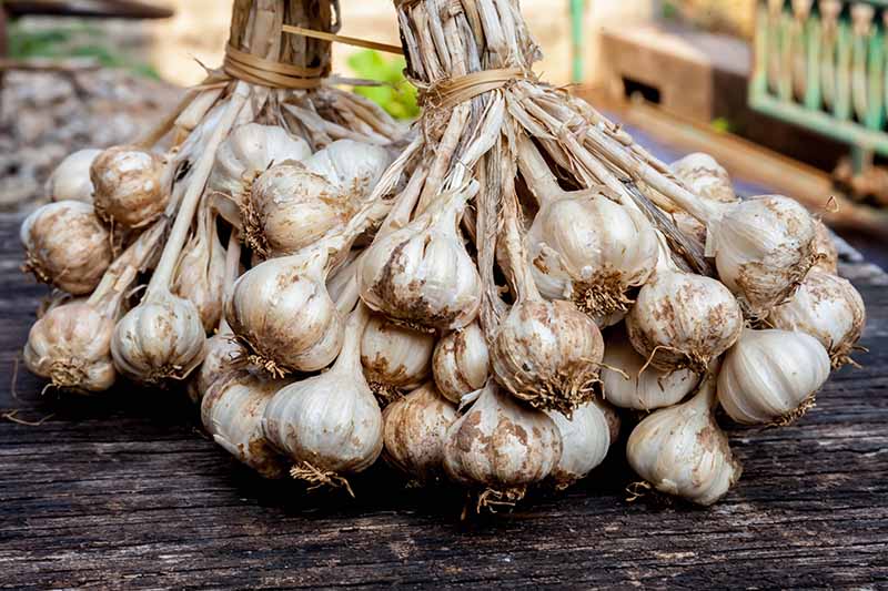 Two large bunches of garlic tied together by the stems, the bulbs are dry with papery skin, on a dark, rustic wooden surface. The background is soft focus.