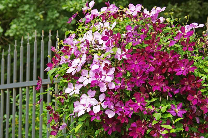 Clematis 50 pcs Climbing Plant Seeds Perennial Ornamental Plant Evergreen for The Garden Flowers Seeds Climbing Clematis Hardy Ultrey Seed House 