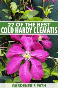 The 27 Best Cold Hardy Clematis Varieties | Gardener’s Path